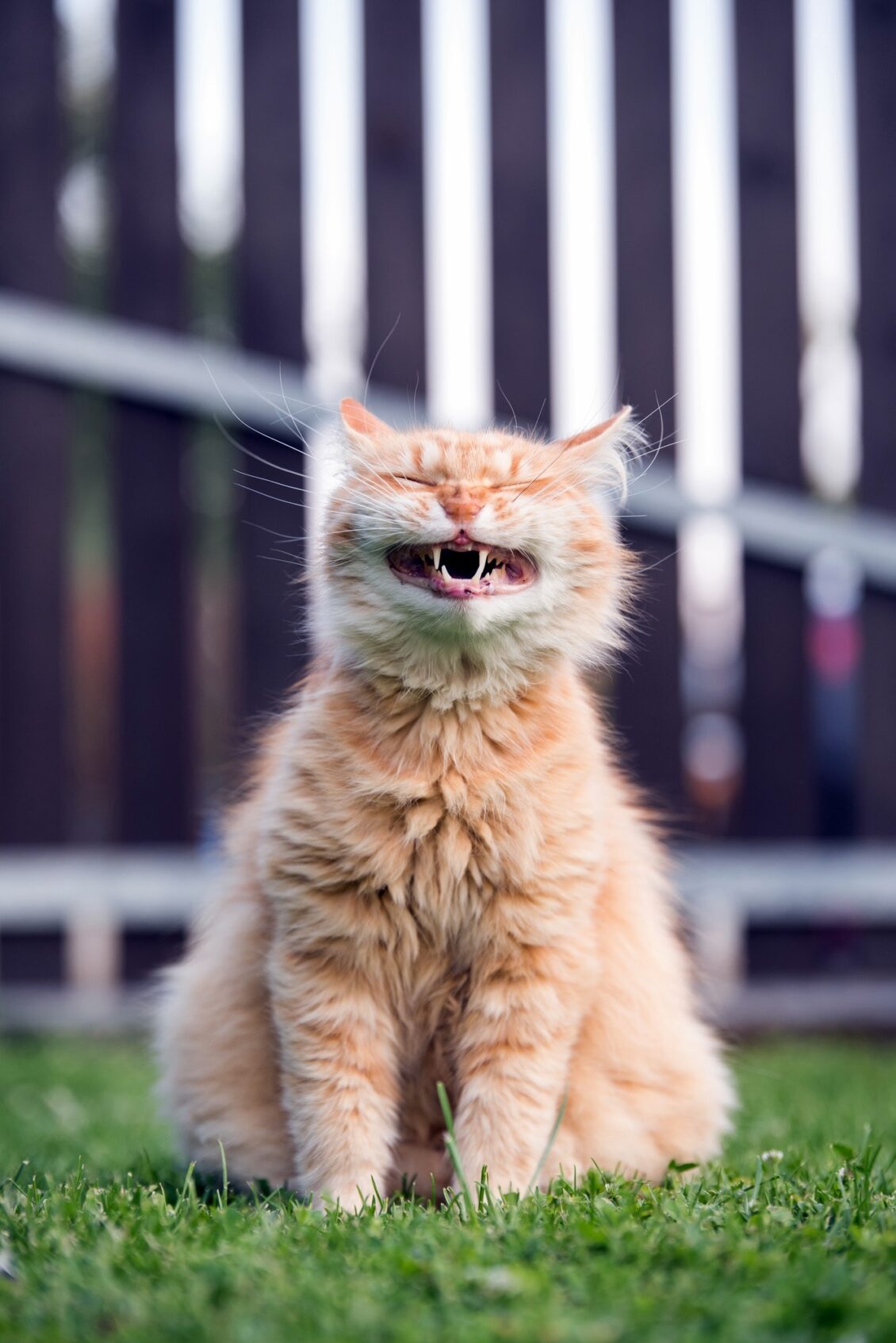Funny ginger cat laughing on the garden.